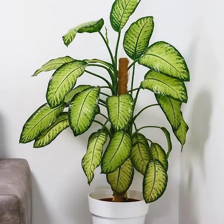 Апартаменты Vip Kavo *