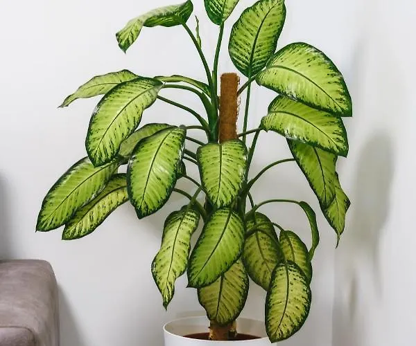 Διαμέρισμα Vip Kavo *